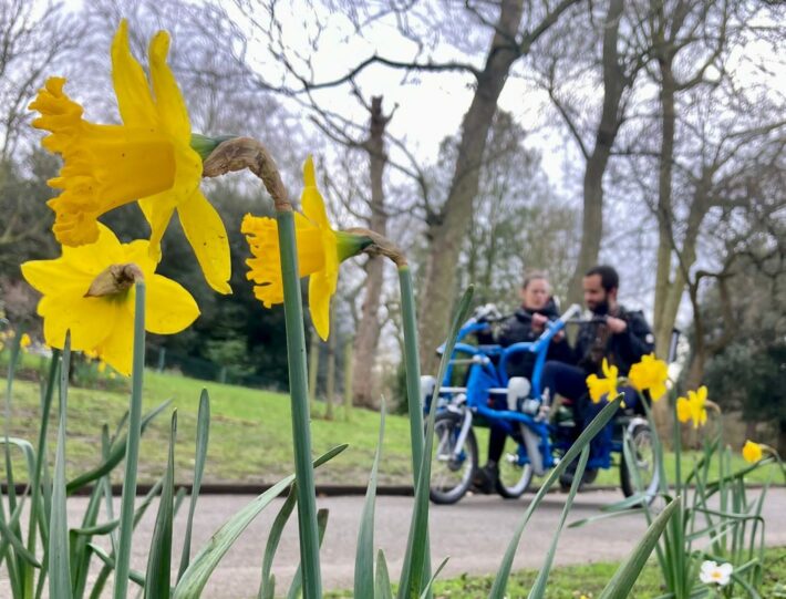 Biking in the park amongst daffodils